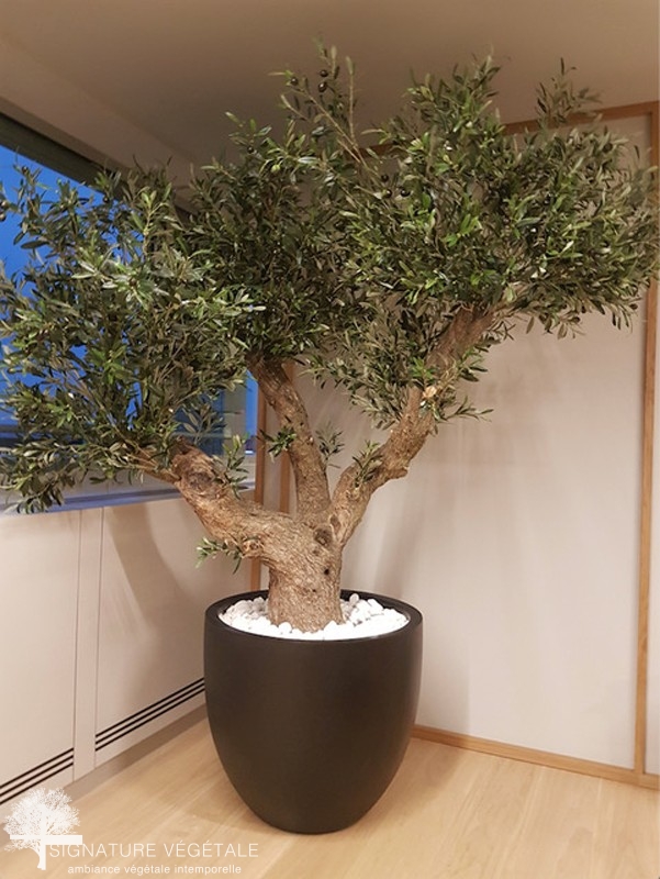 Arbres semi-naturels - Arbrakit l'arbre pour la décoration intérieure